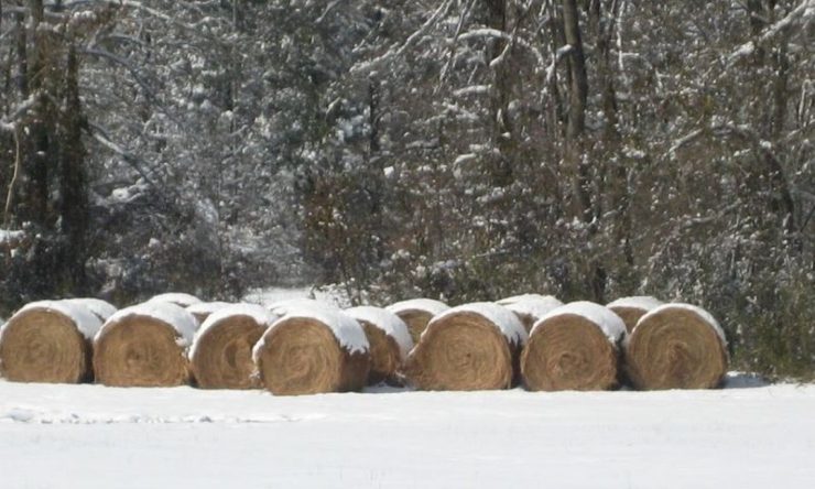 cropped-snowcovered-hay_result_result1.jpg